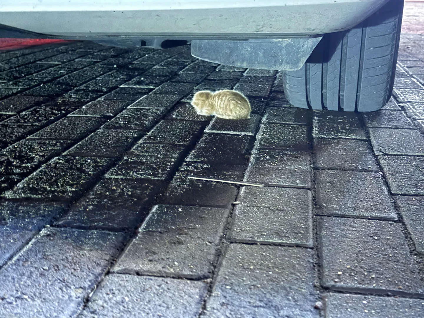 高糊小茂密私房照！