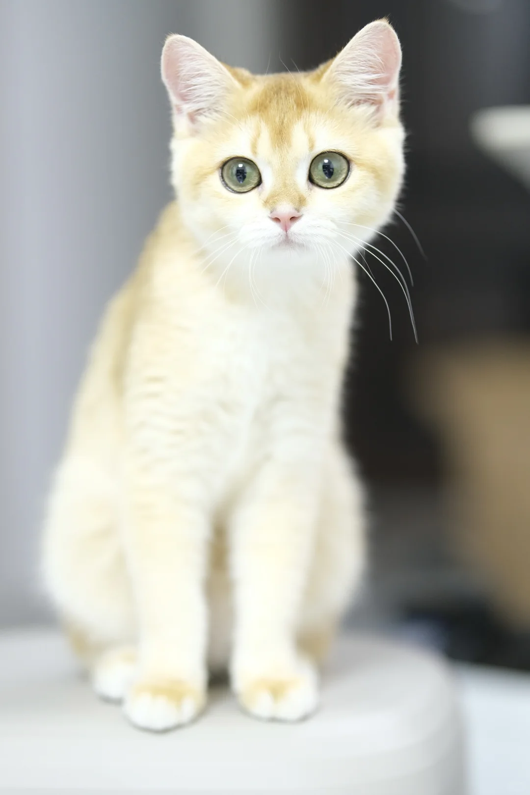 五个月大的十七 猫生第一次私房照