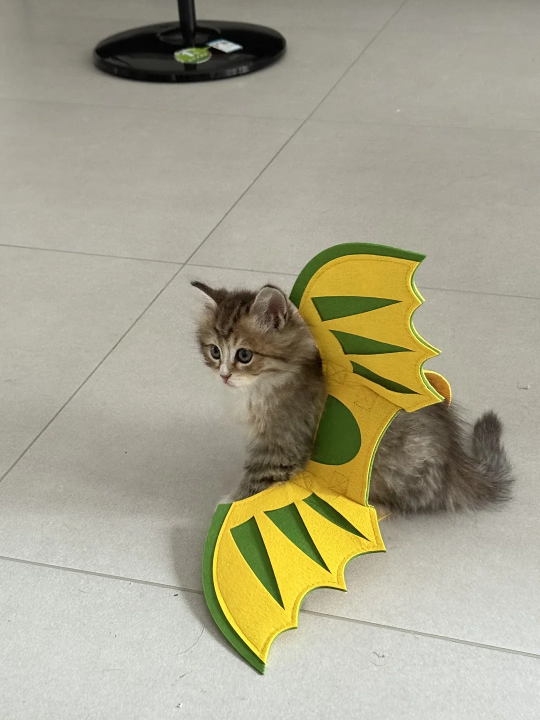 女明星私房试衣记录