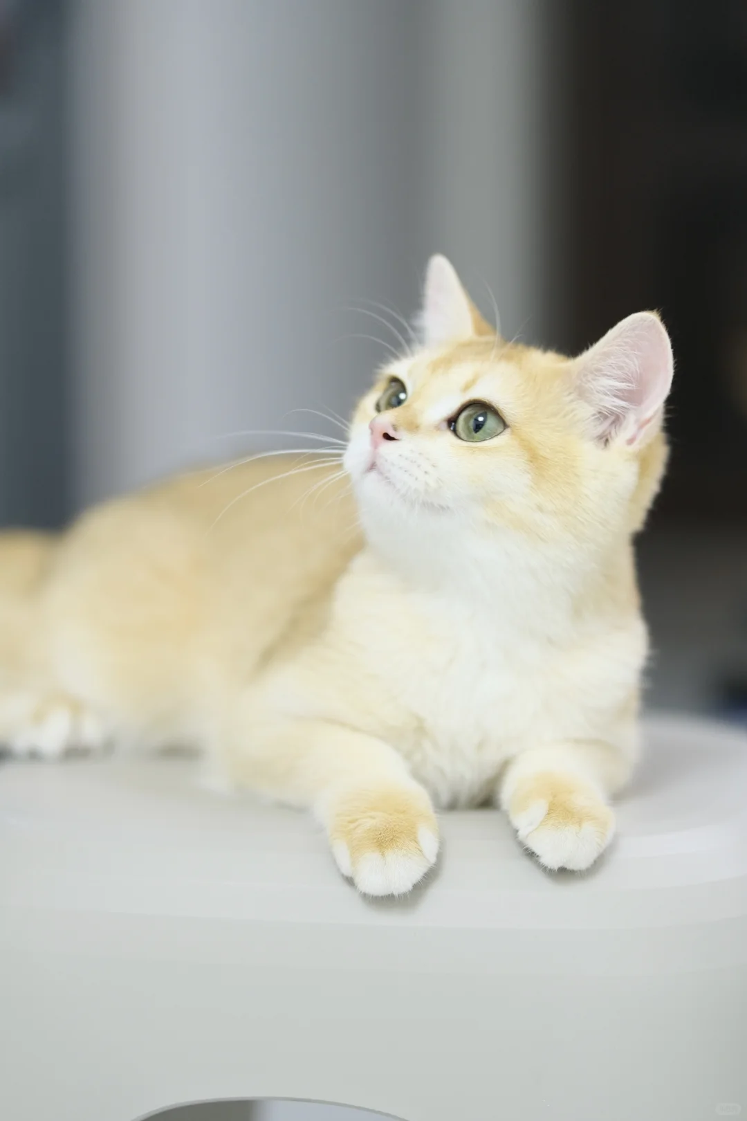 五个月大的十七 猫生第一次私房照