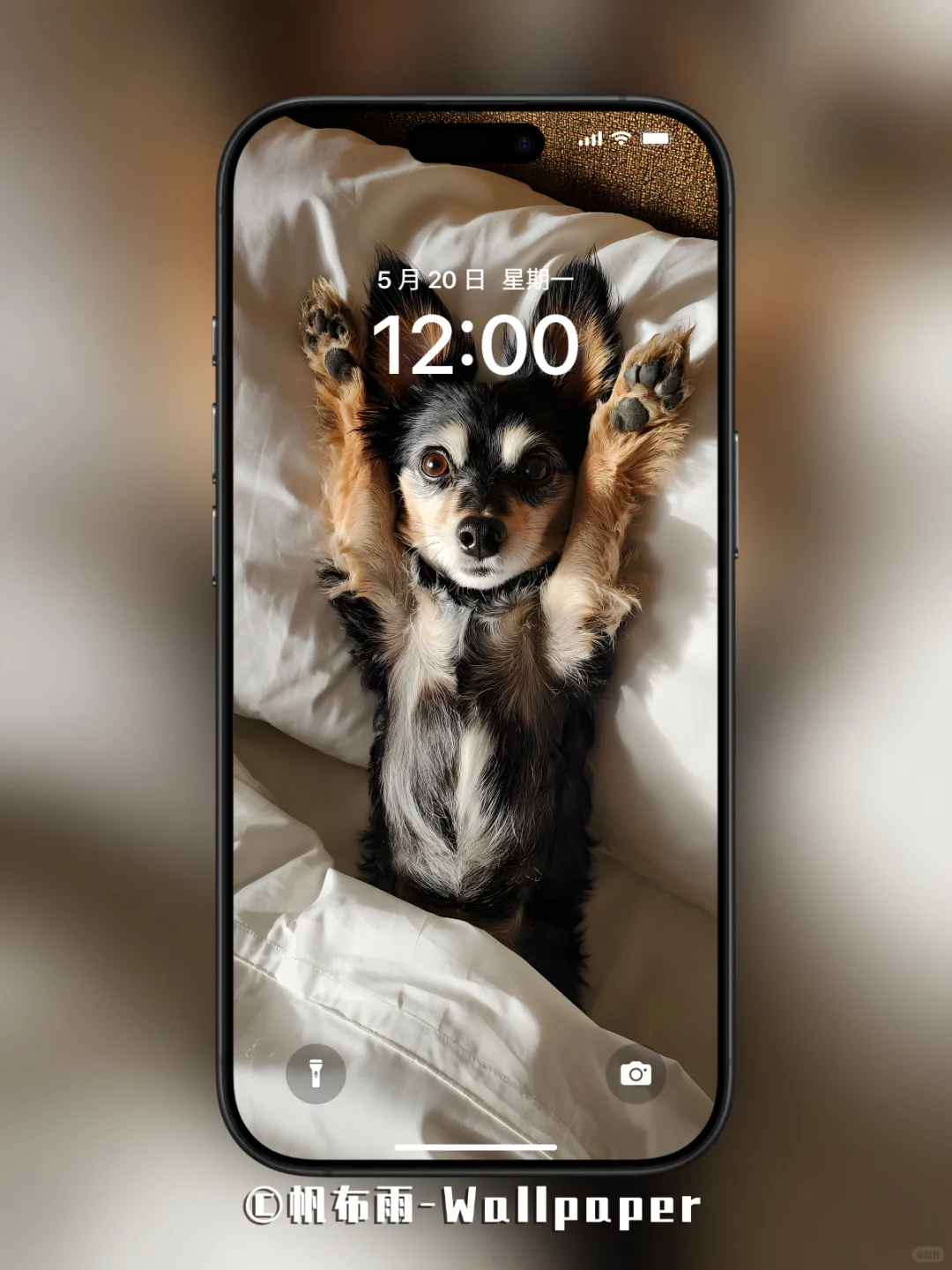 【020】汪汪卧室松弛感｜手机壁纸✨