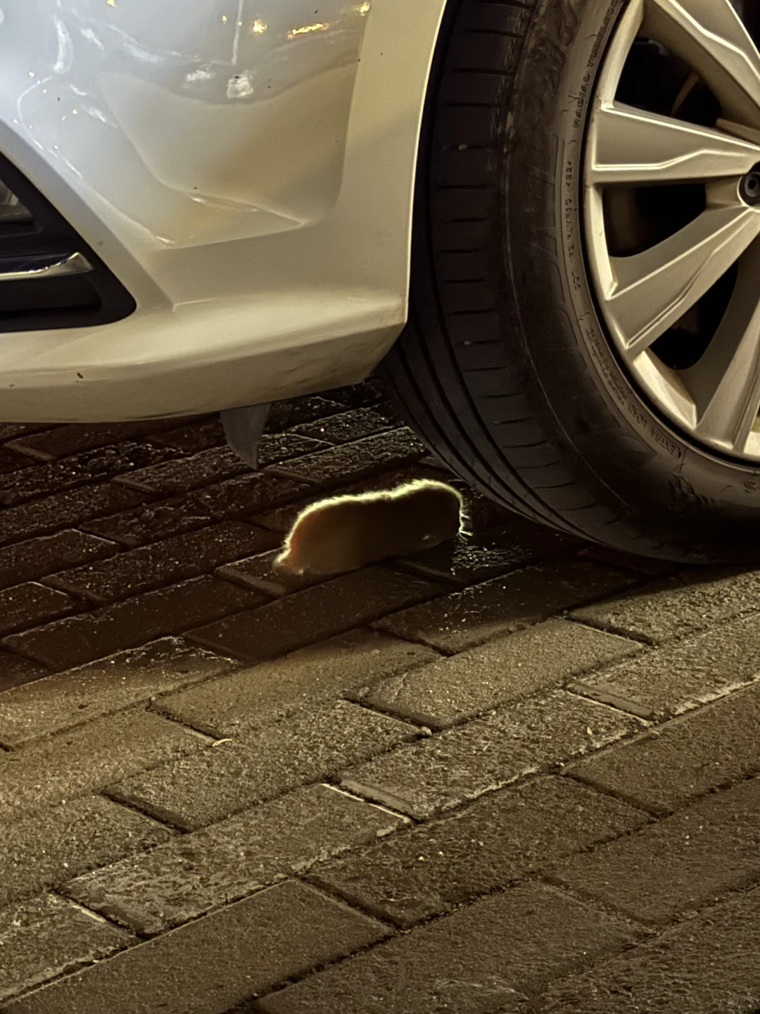 高糊小茂密私房照！