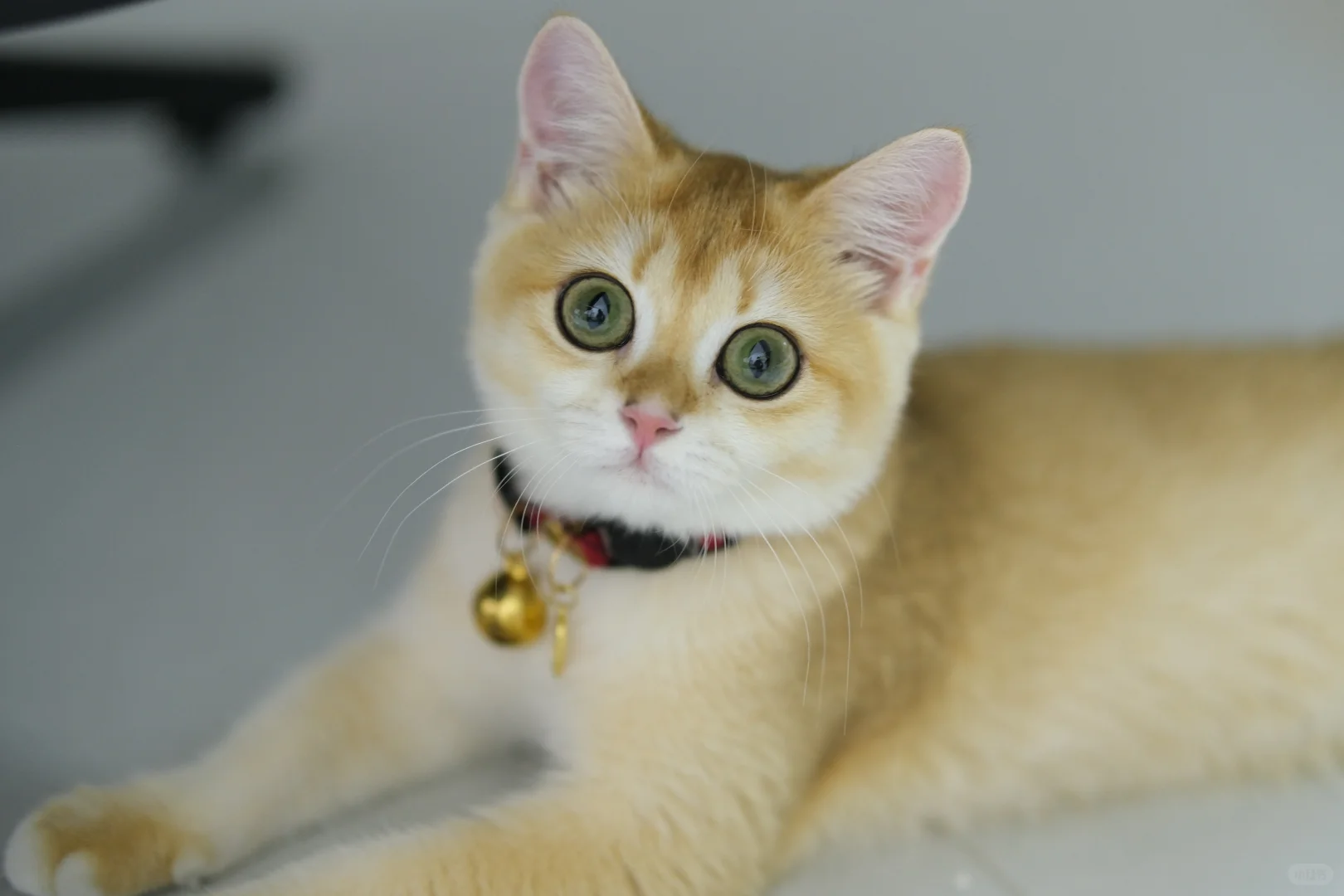 五个月大的十七 猫生第一次私房照