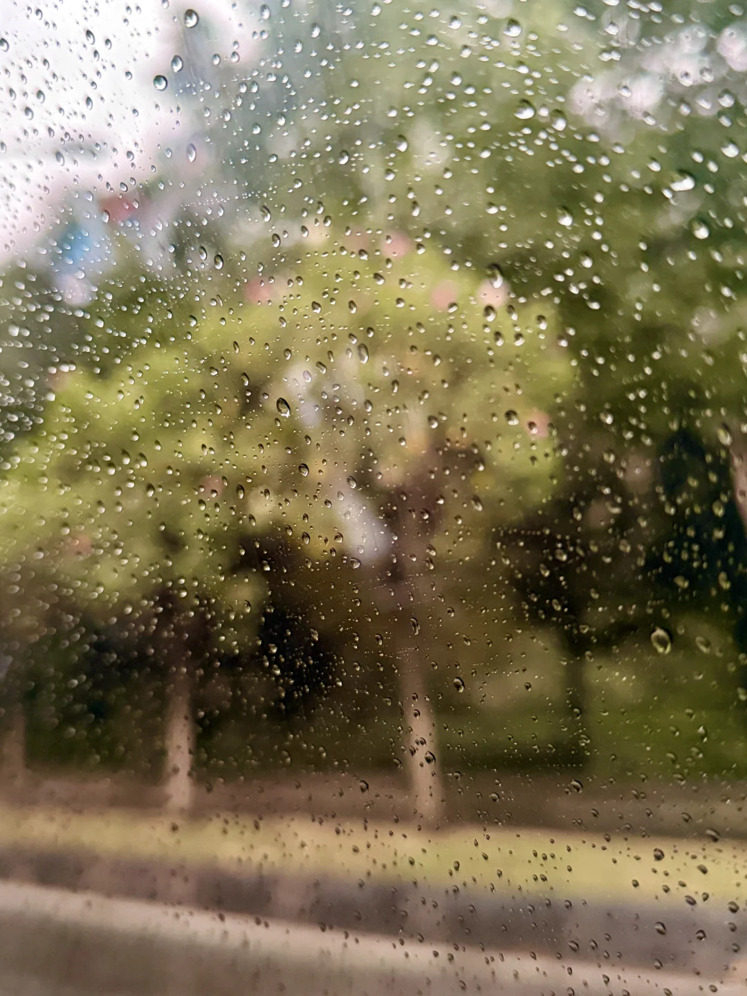 我眼中的成都～芙蓉花与繁华都市及火锅香