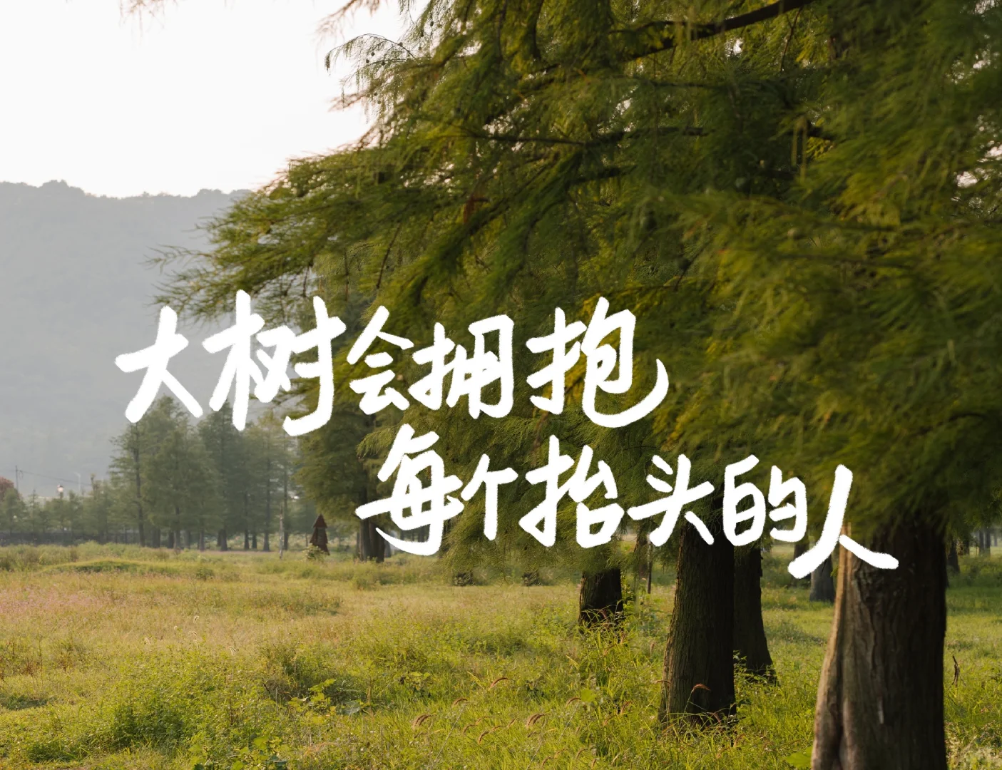 ipad壁纸｜大树会拥抱每个抬头的人