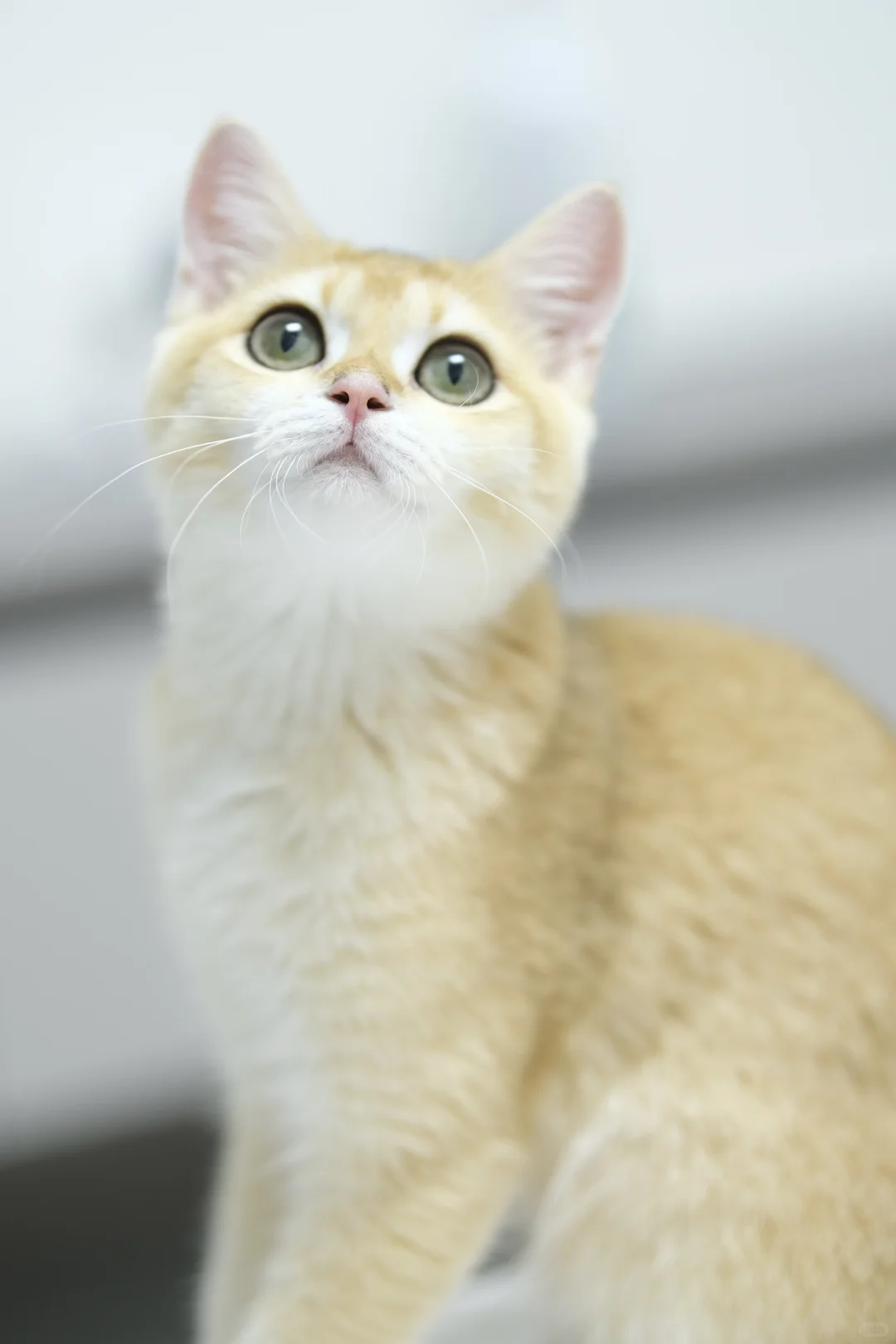 五个月大的十七 猫生第一次私房照