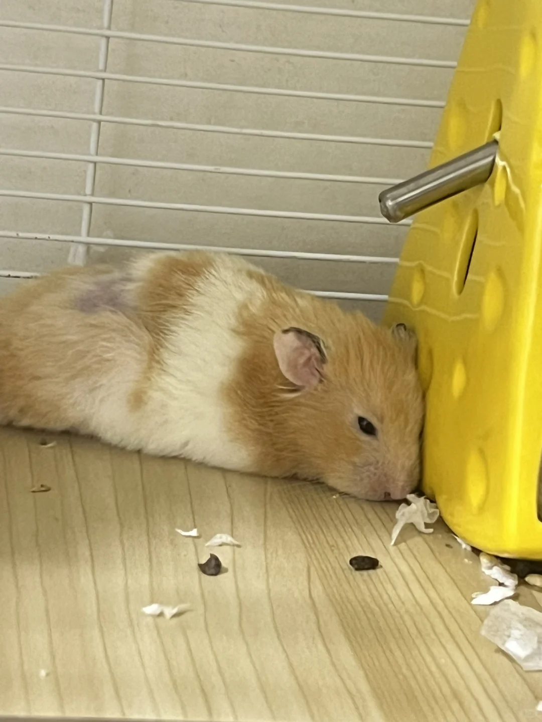 绝顶正太私房照惨遭流出？！！