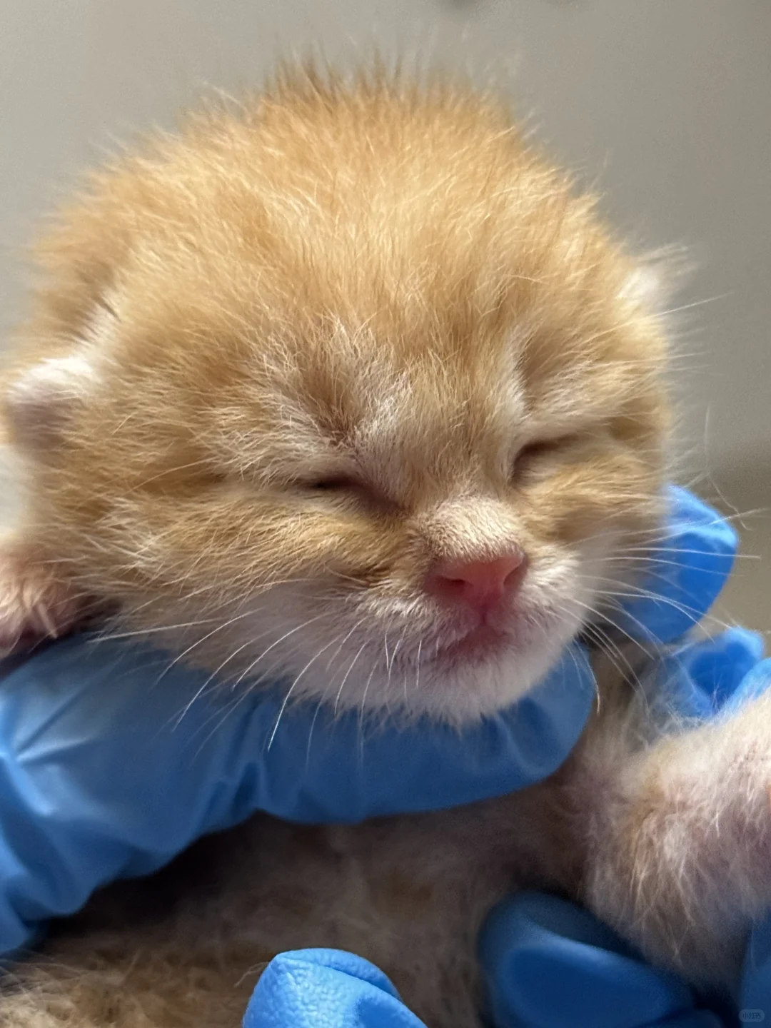 高糊小茂密私房照！