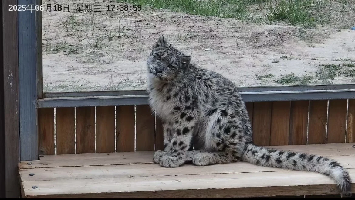 刚被救助回来的凌小芒独家私房照