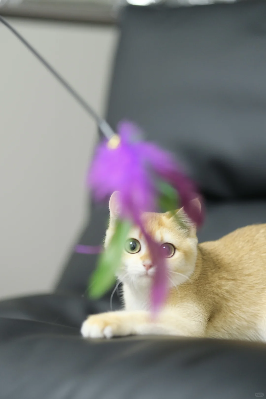 五个月大的十七 猫生第一次私房照