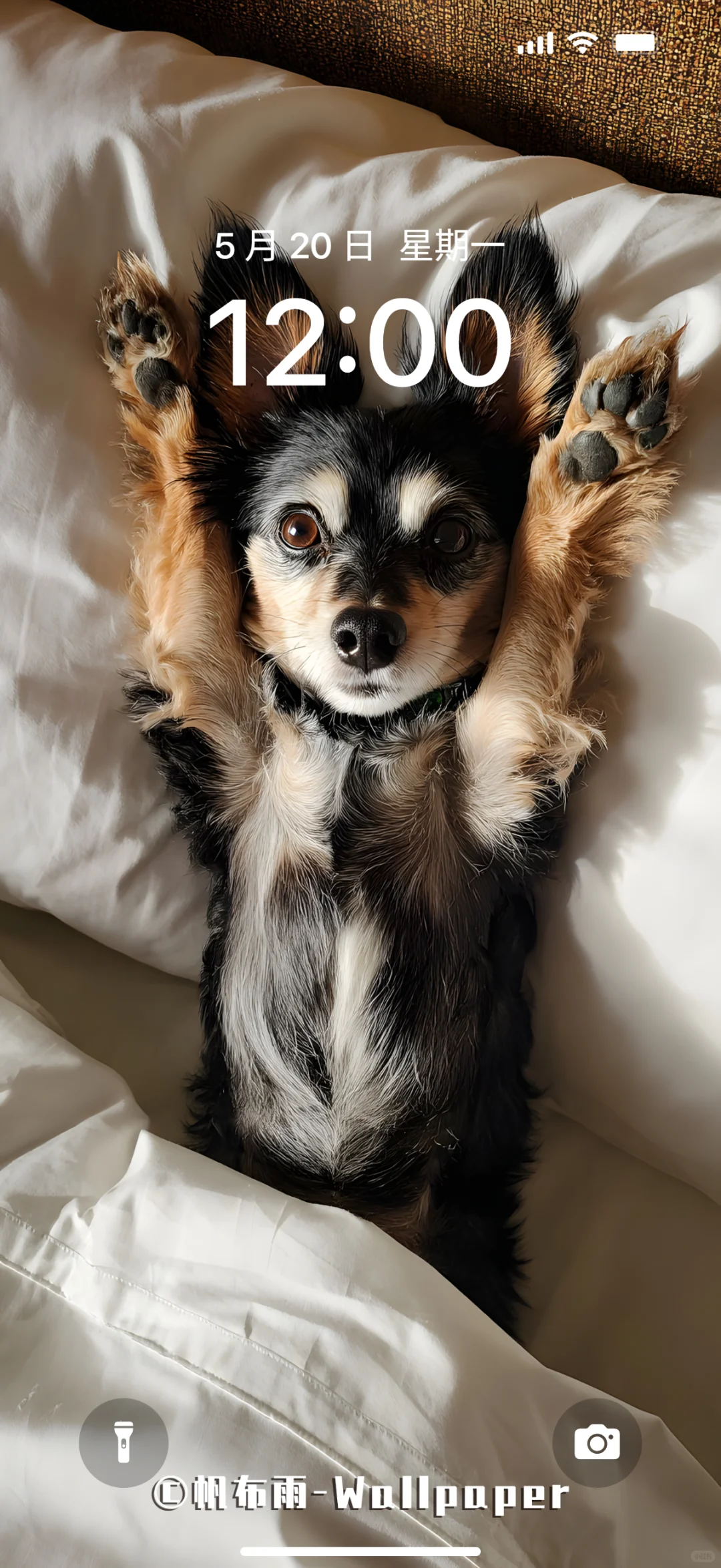 【020】汪汪卧室松弛感｜手机壁纸✨