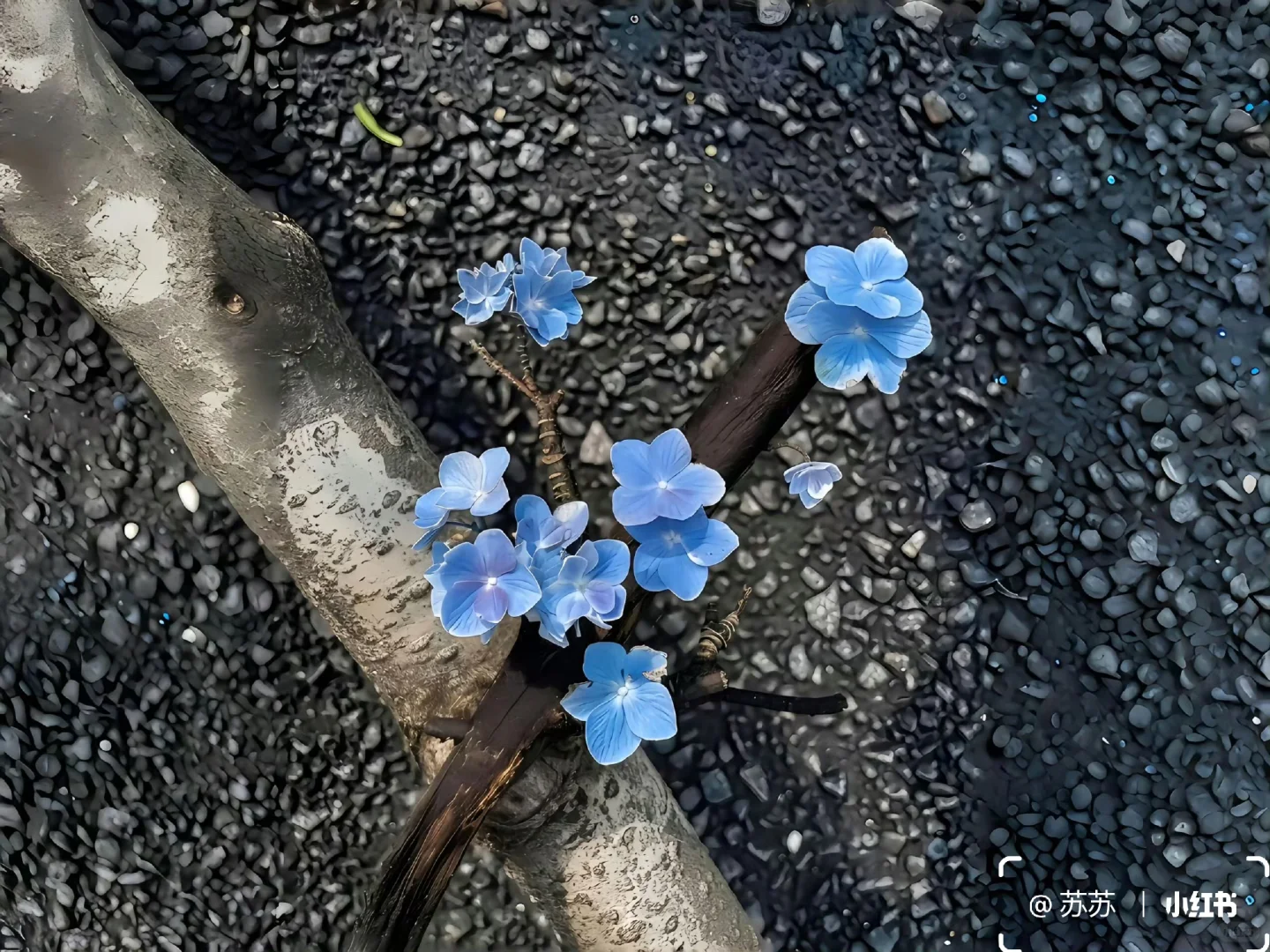 share｜一组治愈iPad壁纸