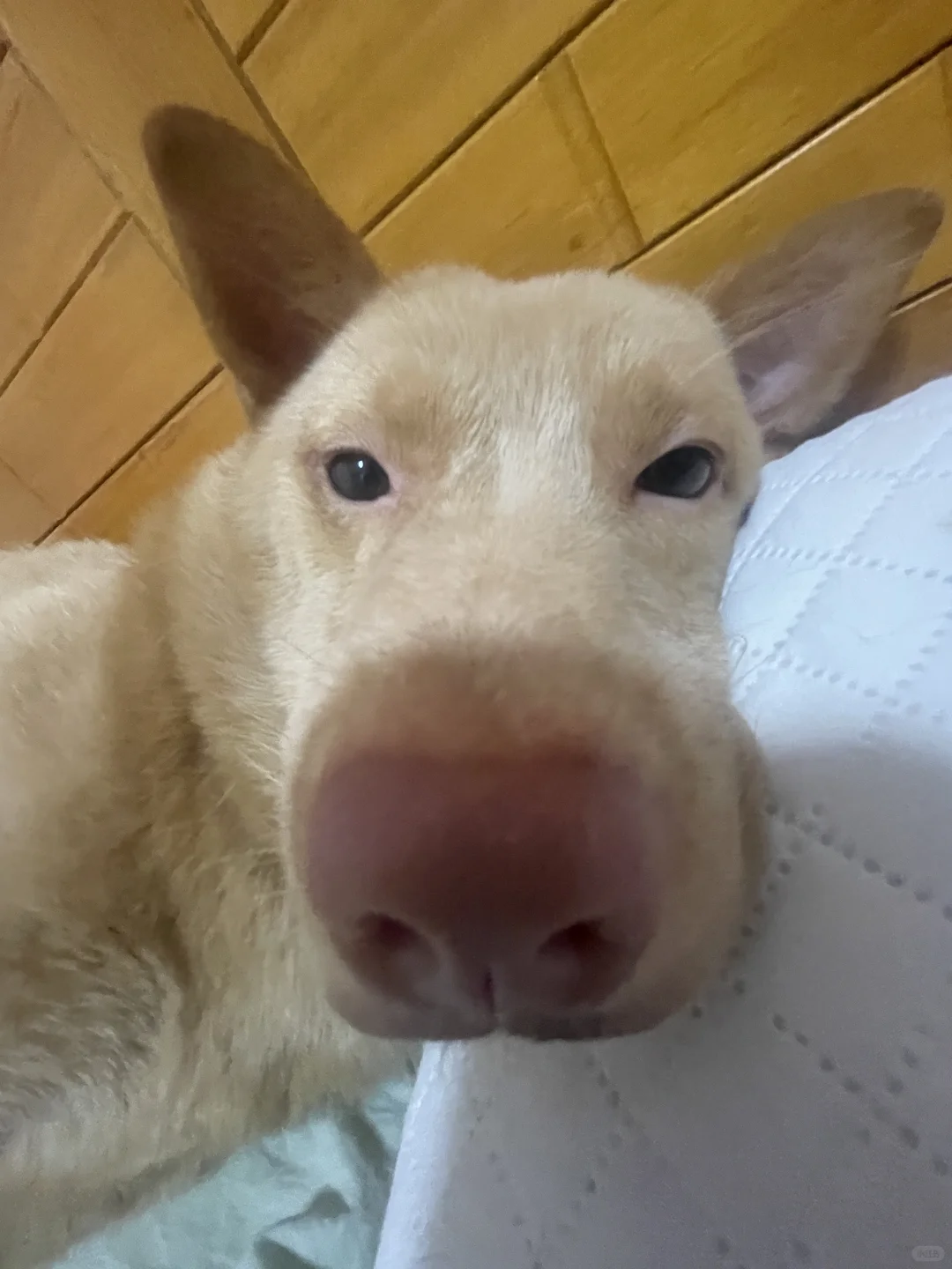 饼干私房照似意外传出