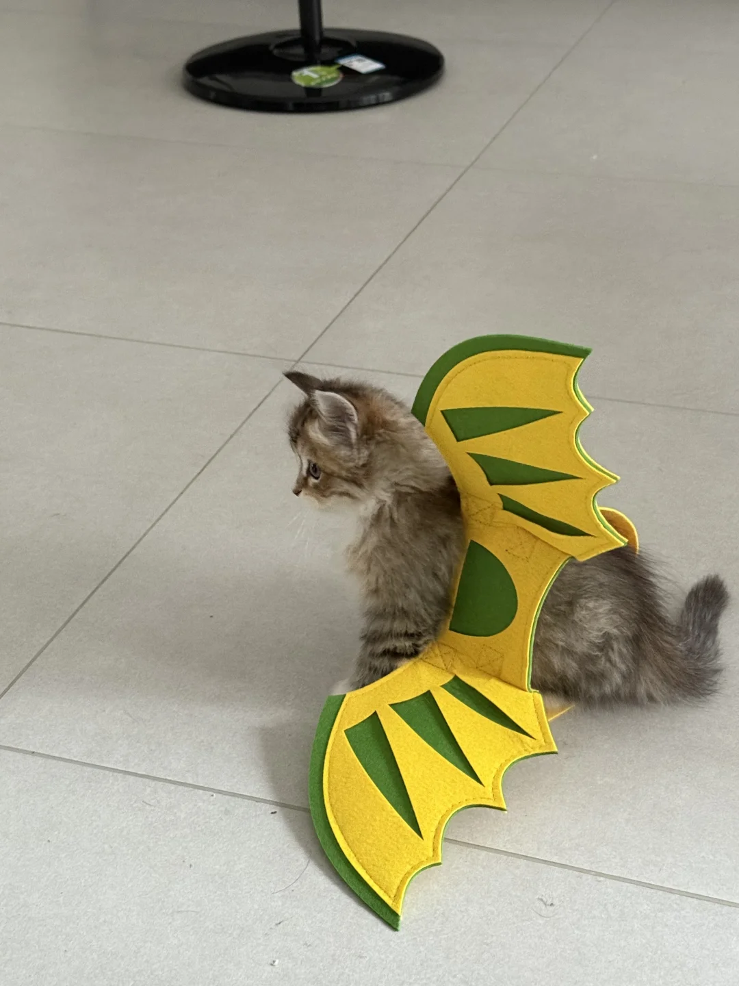 女明星私房试衣记录