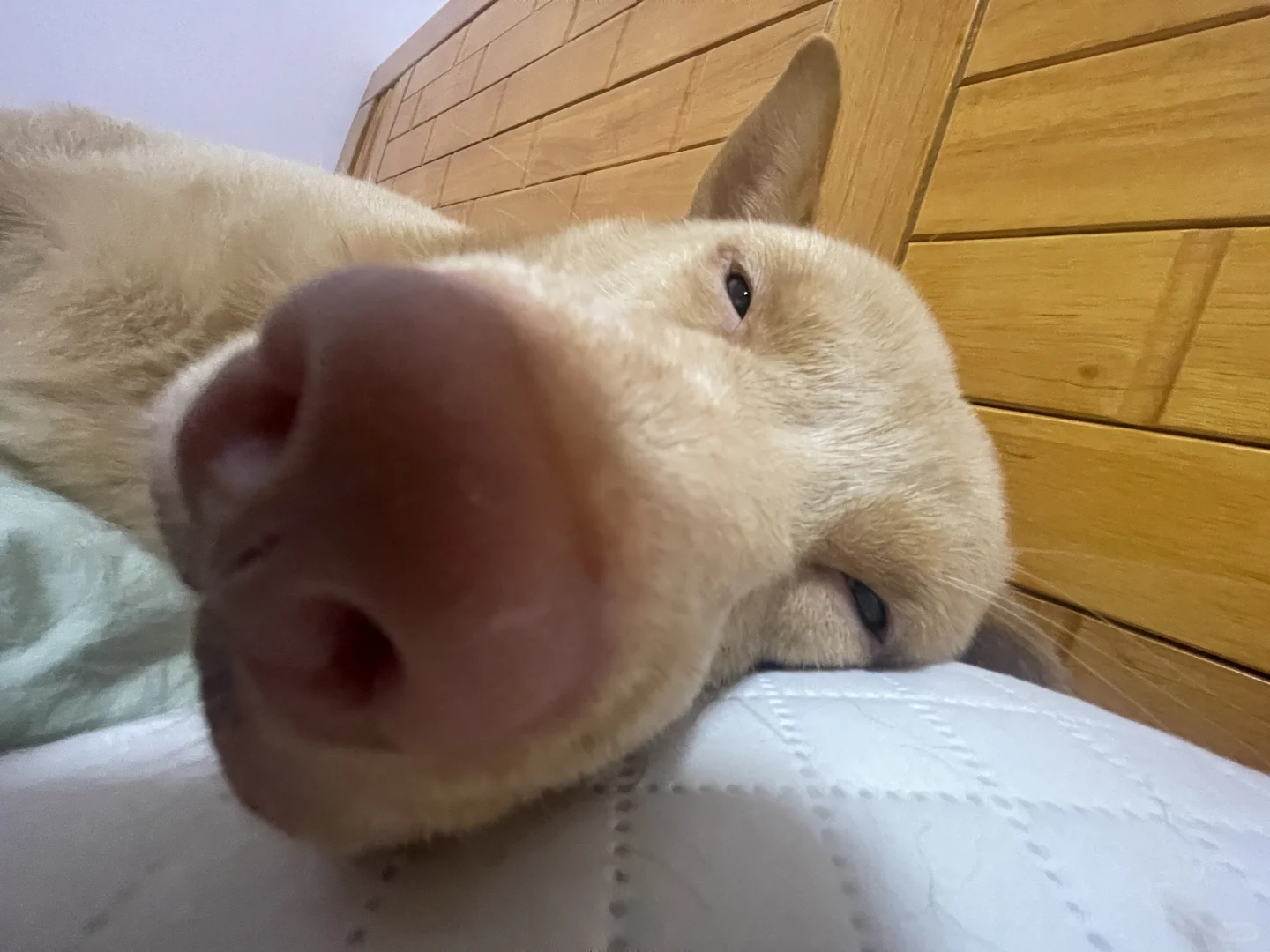 饼干私房照似意外传出