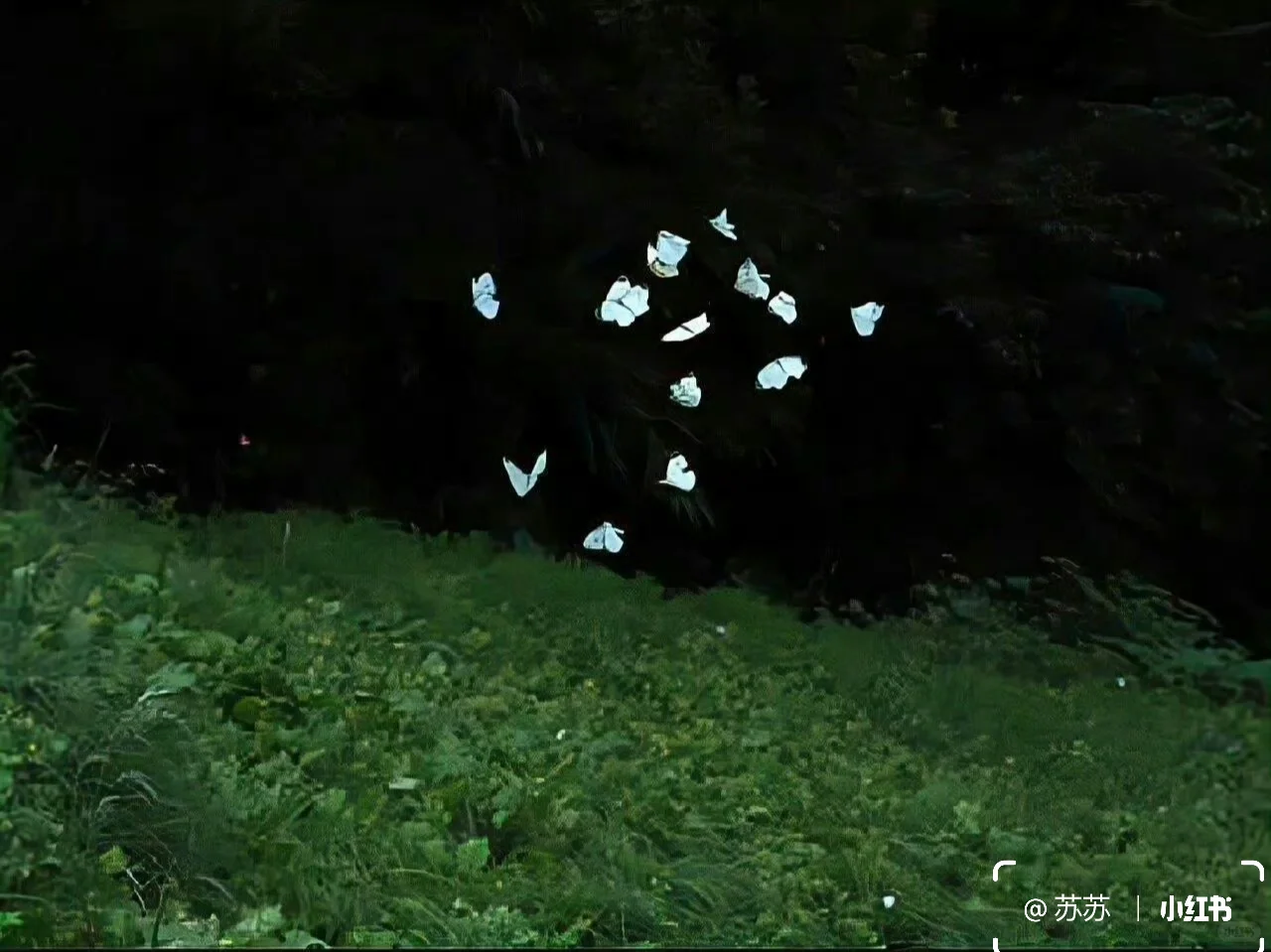 share｜一组治愈iPad壁纸