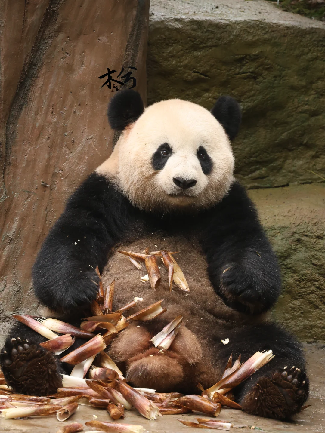 乔森:要不是为了口吃的，谁愿意工作呀