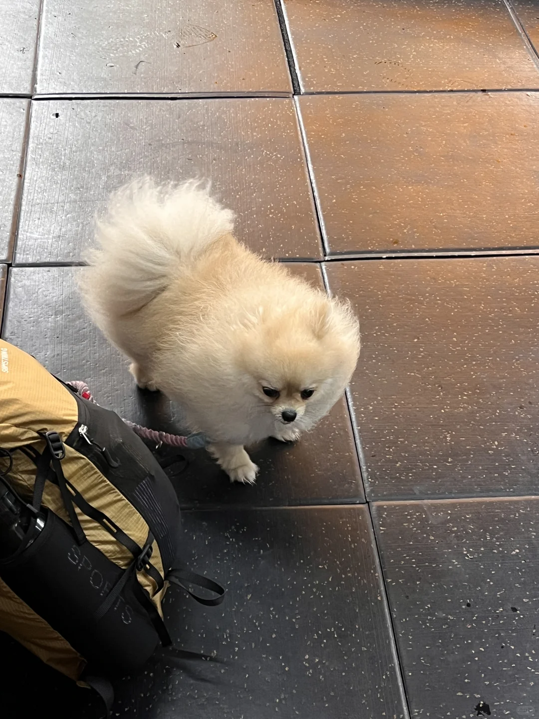 曼谷drop in Crossfit Naga