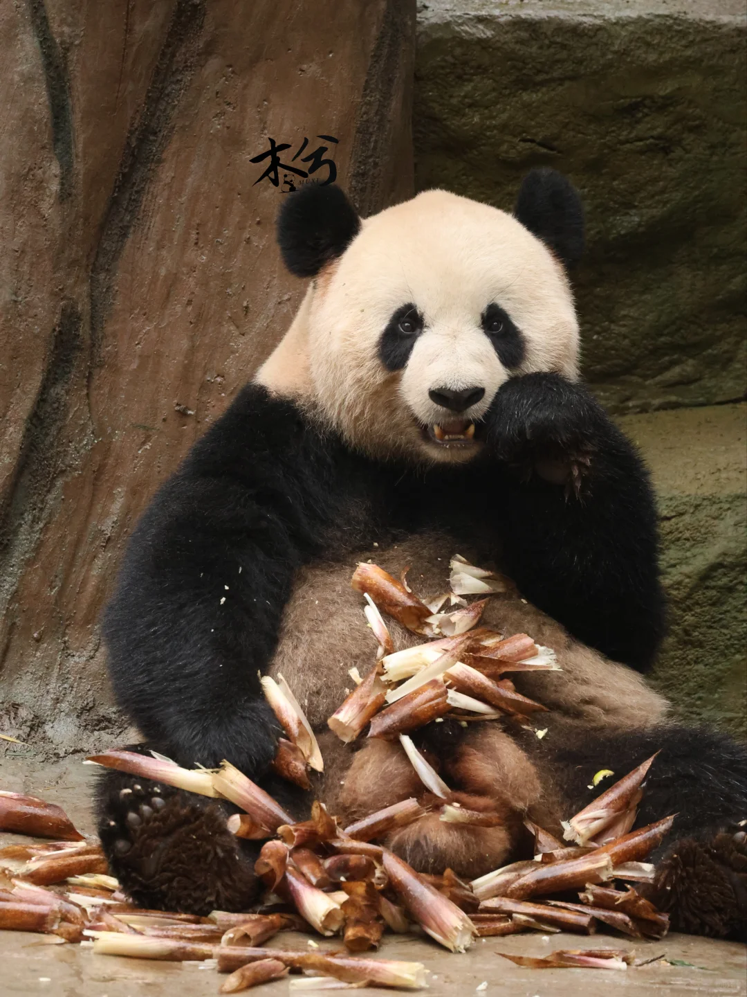 乔森:要不是为了口吃的，谁愿意工作呀