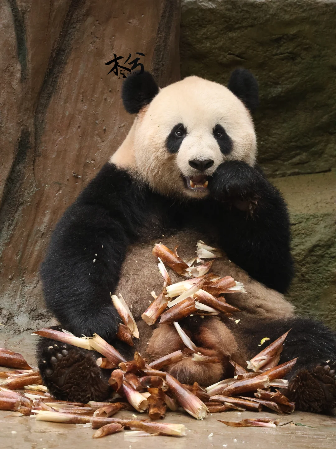 乔森:要不是为了口吃的，谁愿意工作呀