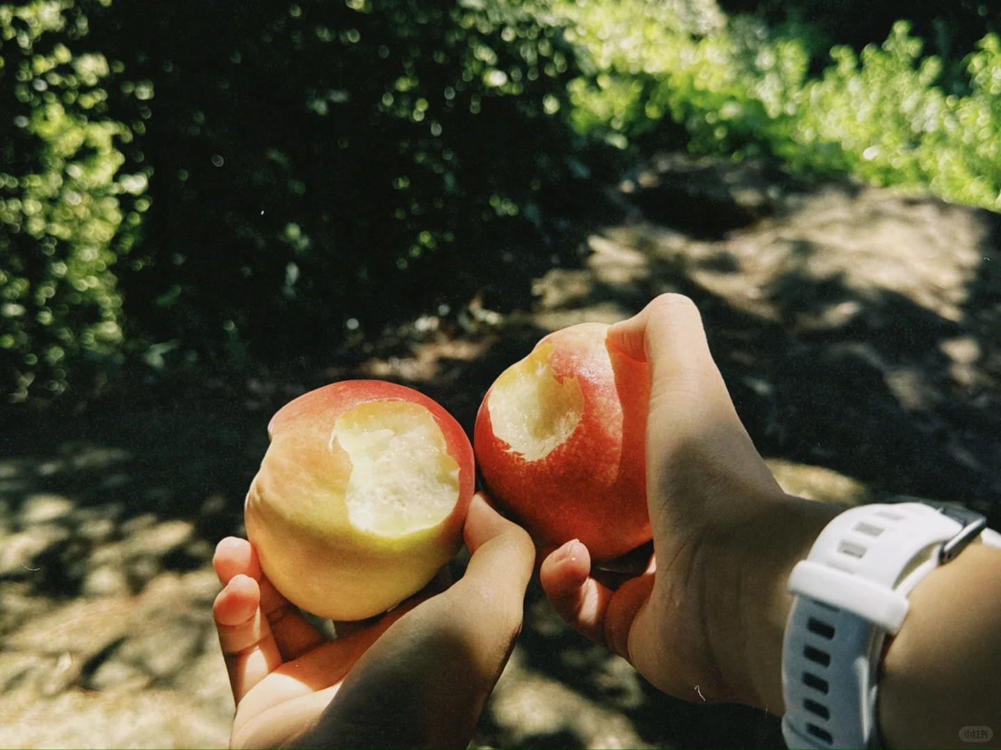 阳光 树林 鸟鸣 能量女孩