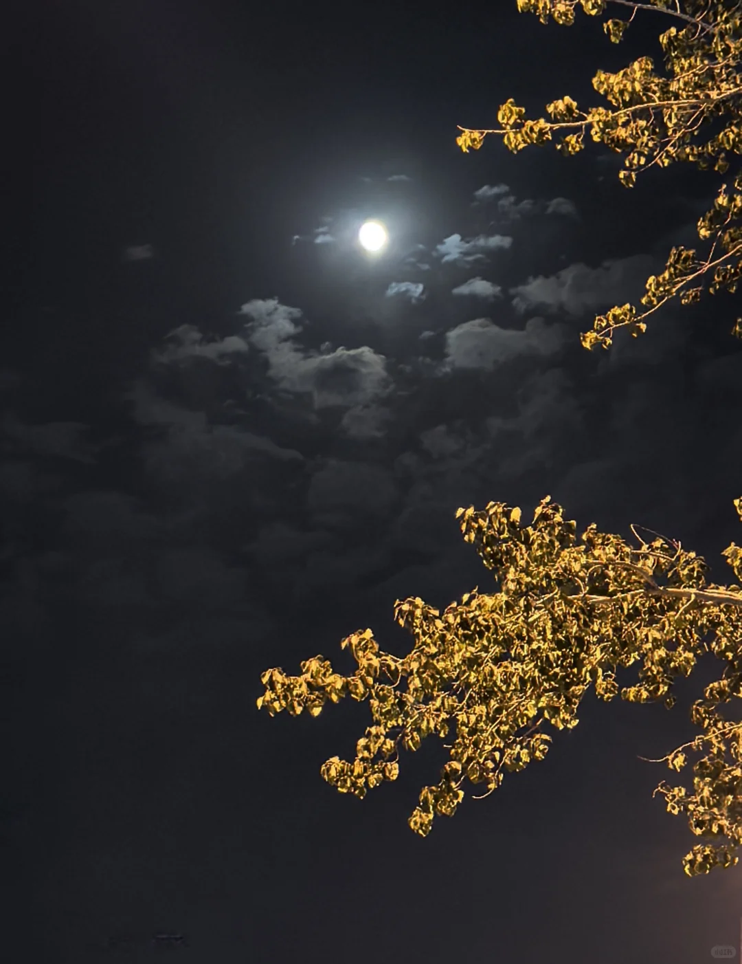 薄肌女孩 | 背背背背背背背