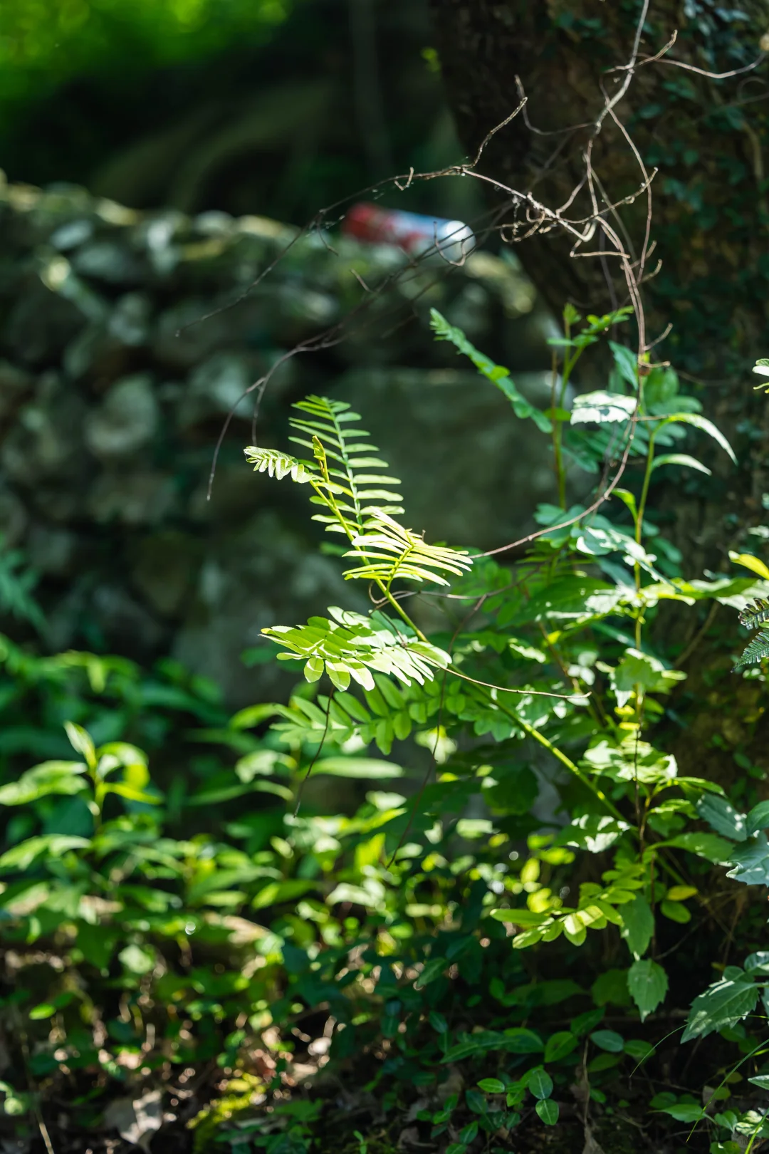 人生建议，多去感受大自然的生命力