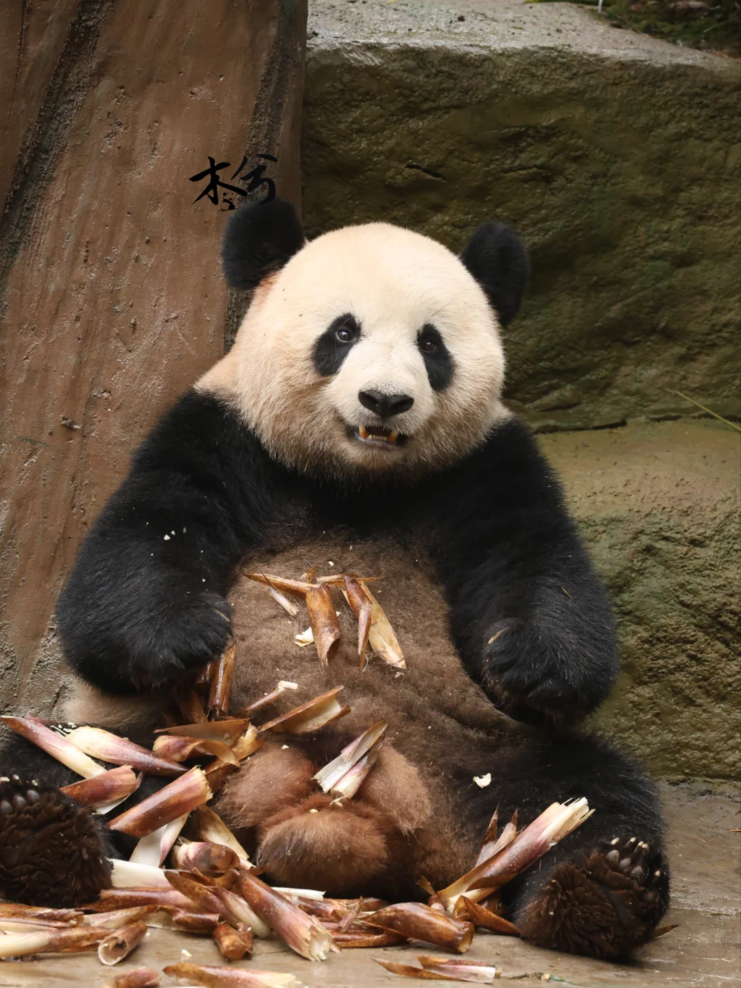 乔森:要不是为了口吃的，谁愿意工作呀