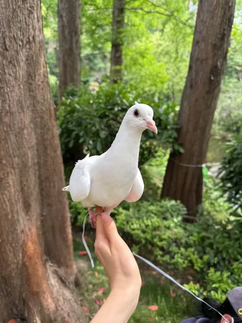 大自然女孩 樱德拉🕊️