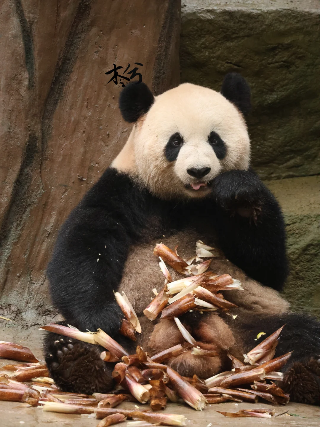 乔森:要不是为了口吃的，谁愿意工作呀