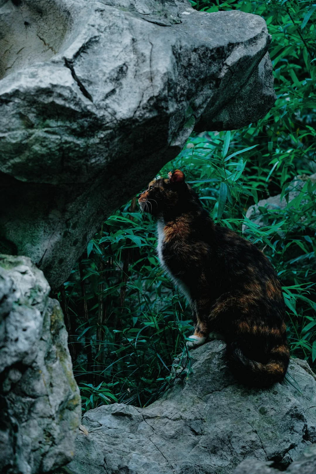 照人间｜苏州虎丘好多模特哇