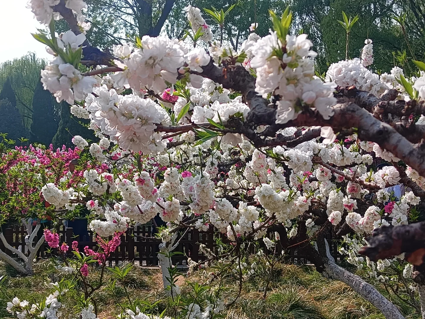 碧桃开满枝📍华灼特风姿