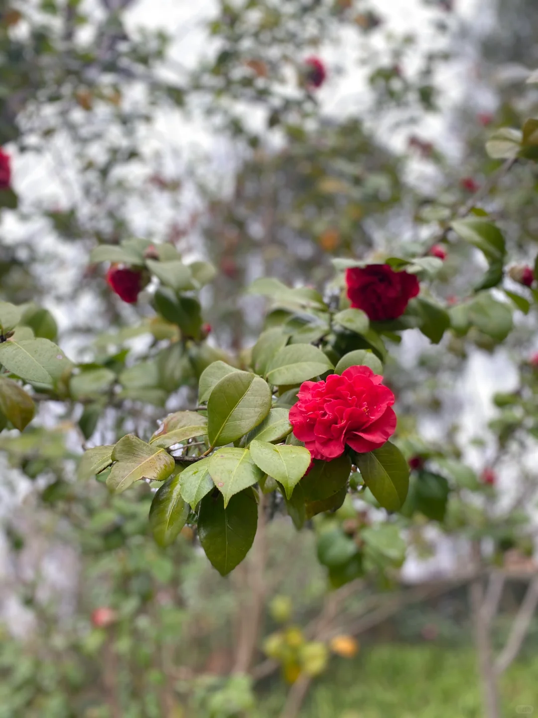 娇艳欲滴红美人