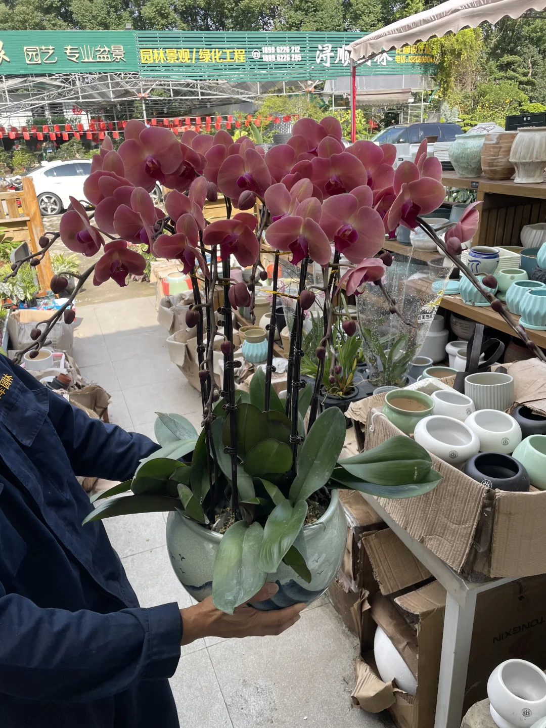 重庆蝴蝶兰批发、主城区可送货上门