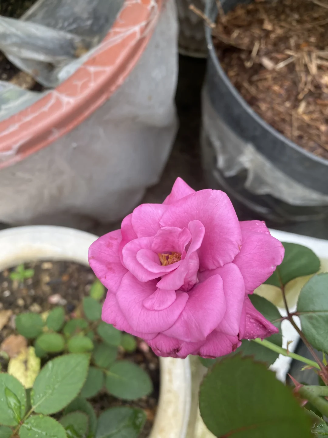 小园缤纷多彩的玫瑰花争艳绽放