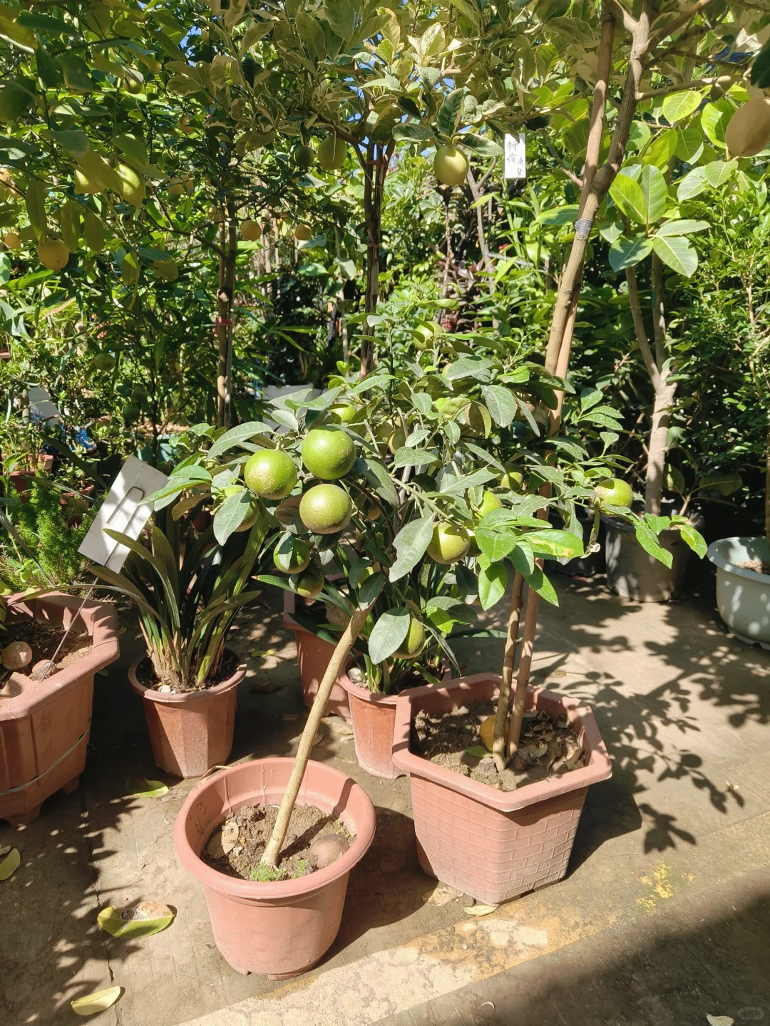 🌸 岭南花卉市场，买花好去处！🌺