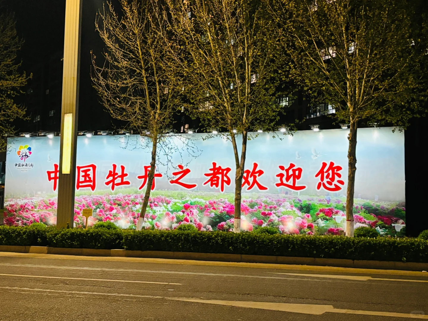 以牡丹之名，赴春天之约