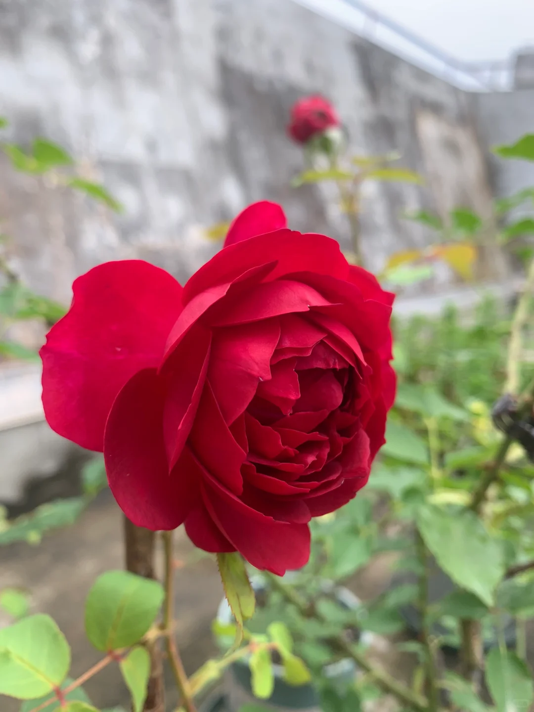 芬芳扑鼻、娇艳可人的梅子布丁