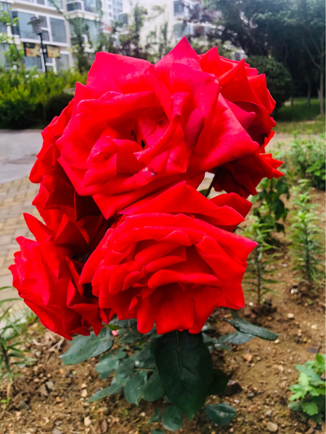 “娇艳欲滴” ——随手拍记