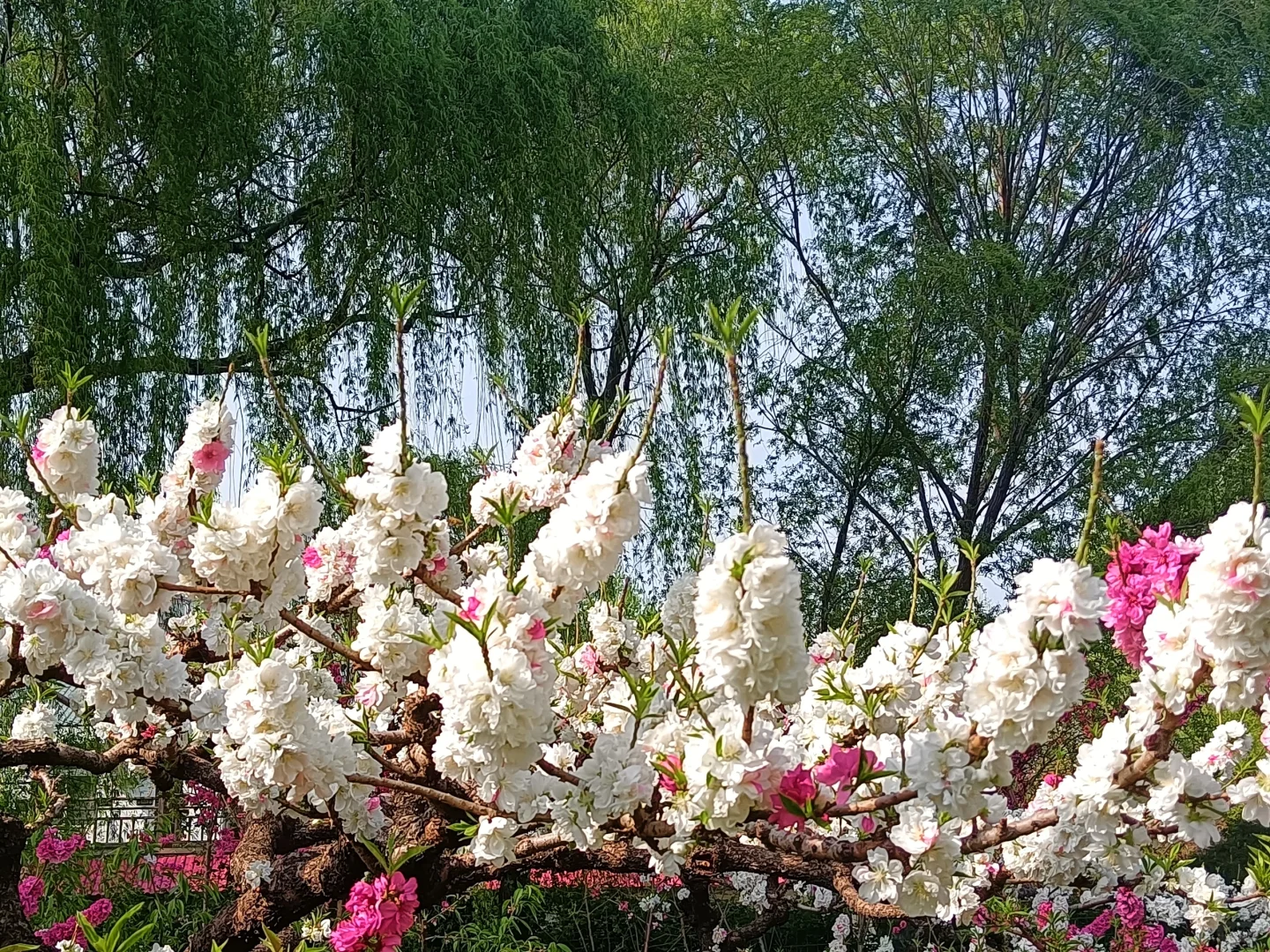 碧桃开满枝📍华灼特风姿