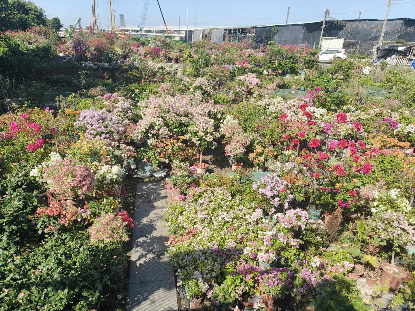 🌸 岭南花卉市场，买花好去处！🌺