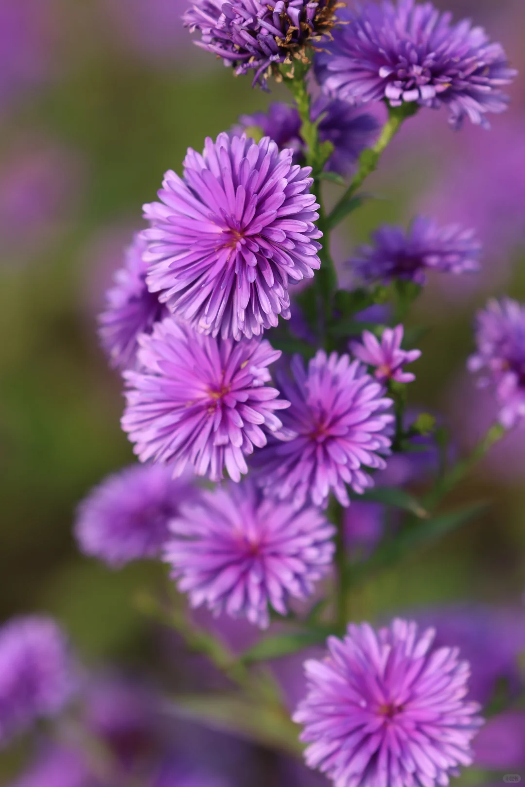 一亩园和旁边的颐和园