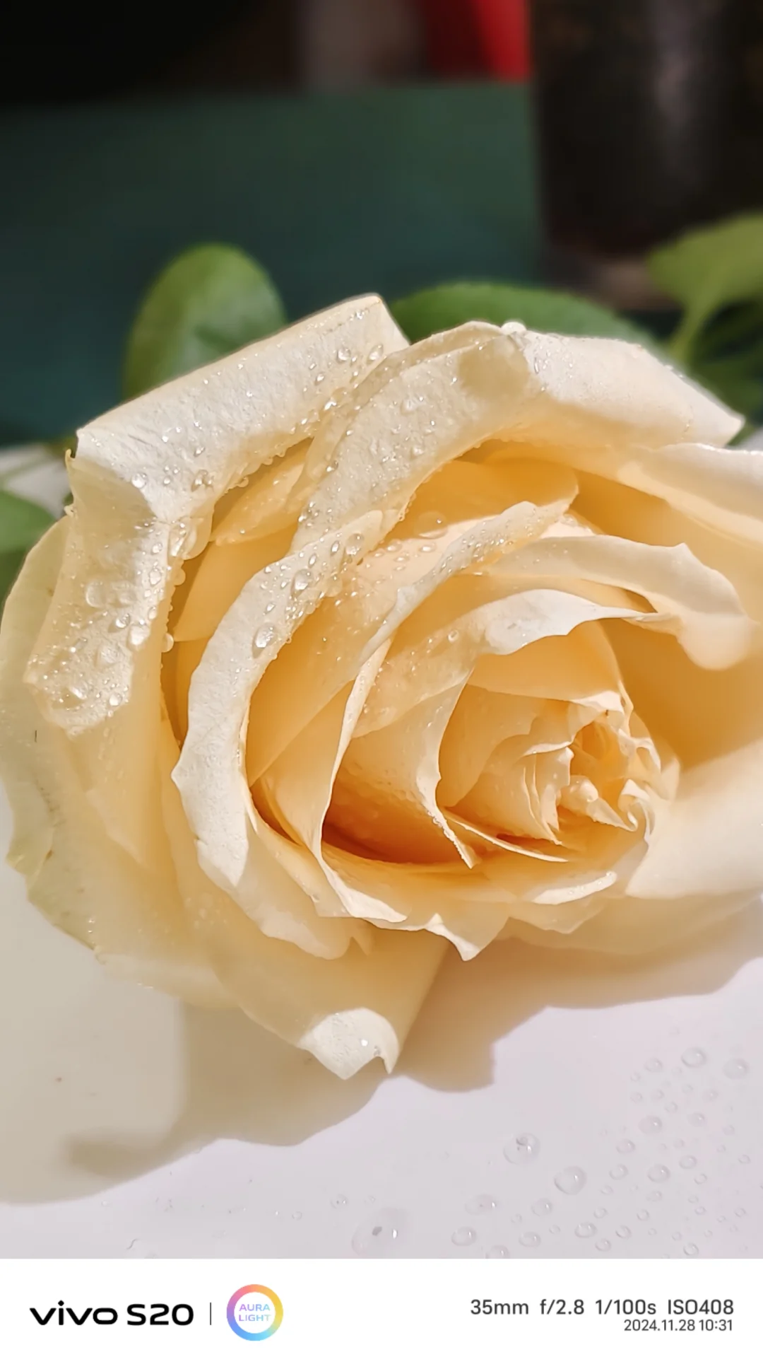 **💐鲜花与佳人,美丽共绽放🌹**