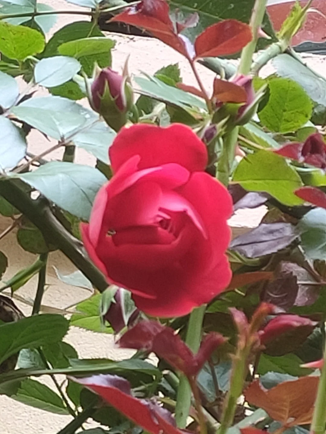 噢，我的月季皇后