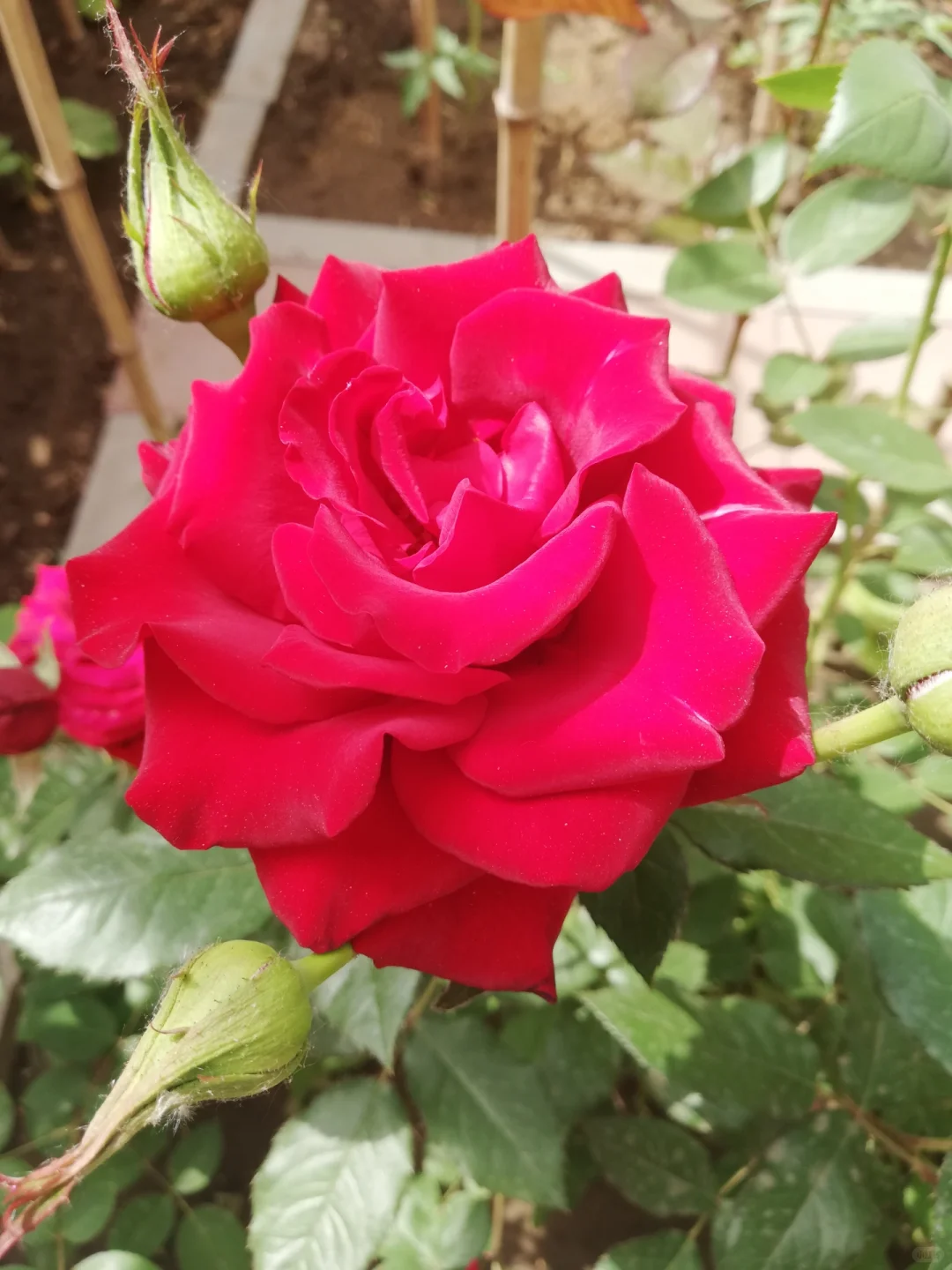 自己种植的红色月季花，娇艳欲滴，太爱啦！