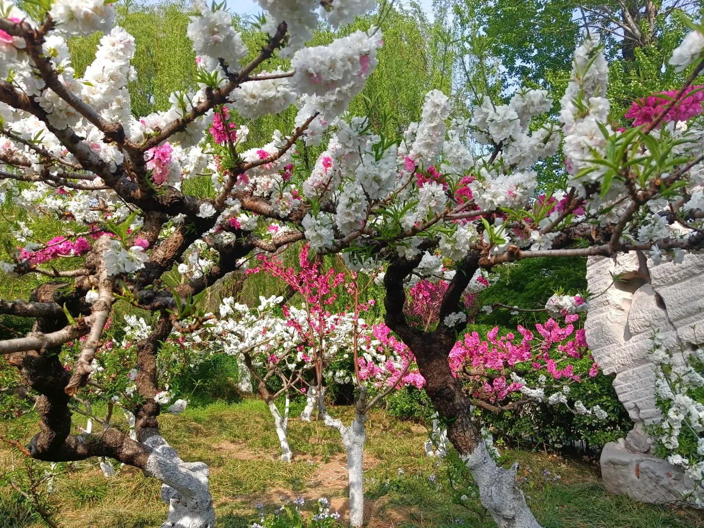 碧桃开满枝📍华灼特风姿