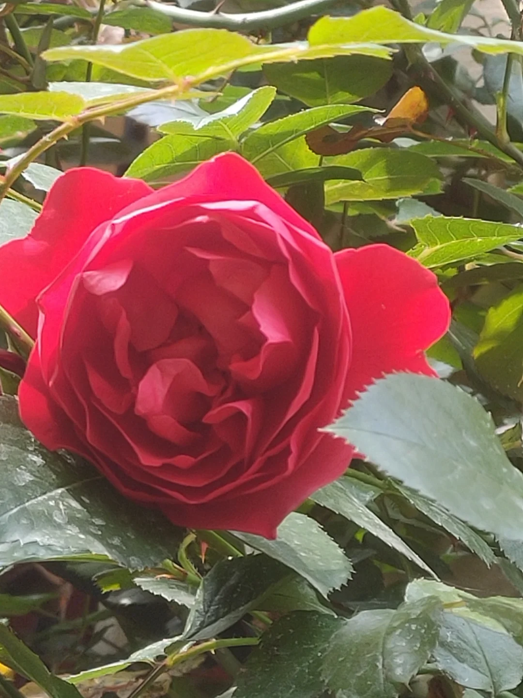 噢，我的月季皇后