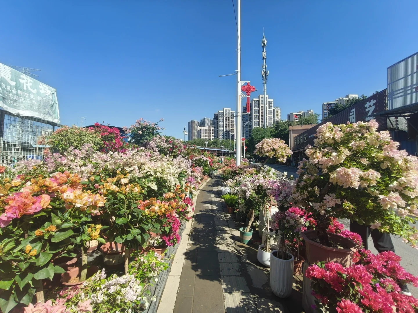 🌸 岭南花卉市场，买花好去处！🌺