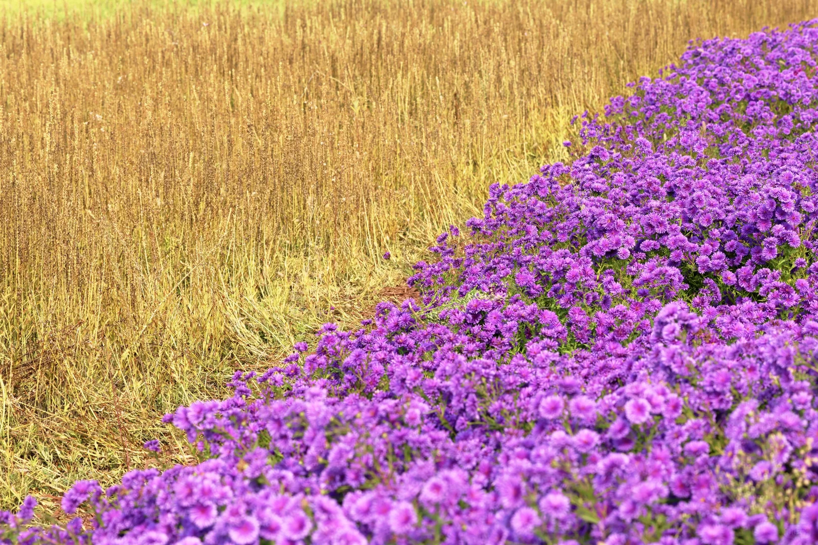 一亩园和旁边的颐和园
