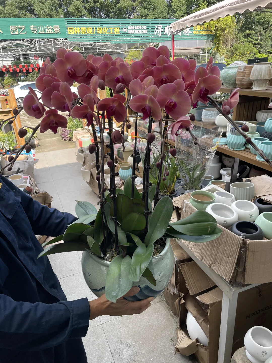 重庆蝴蝶兰批发、主城区可送货上门